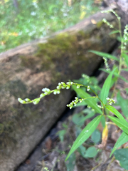 Persicaria punctata