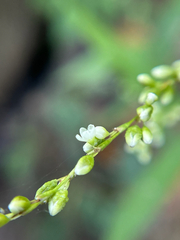 Persicaria punctata, photograph (c) Bethany Dennis, some rights reserved (CC BY)