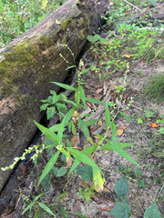 Persicaria punctata, photograph (c) Bethany Dennis, some rights reserved (CC BY)
