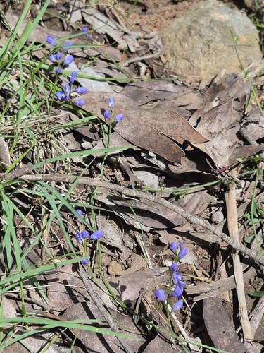 Comesperma volubile, photograph 2