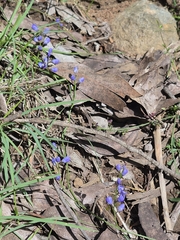 Comesperma volubile, photograph author not stated, no rights reserved
