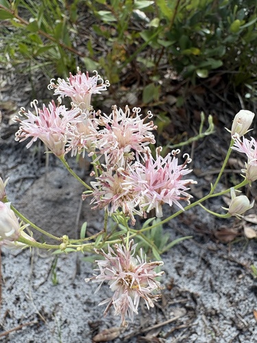 Palafoxia integrifolia