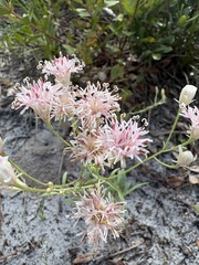 Palafoxia integrifolia