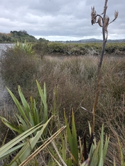 Plagianthus divaricatus
