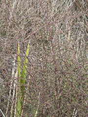 Plagianthus divaricatus, photograph author not stated, no rights reserved