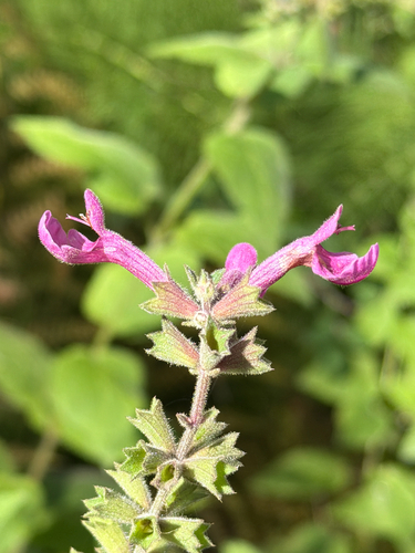 Stachys chamissonis, photograph 1