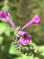Stachys chamissonis, photograph (c) Aaron Liston, some rights reserved (CC BY)