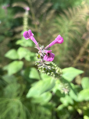 Stachys chamissonis, photograph (c) Aaron Liston, some rights reserved (CC BY)