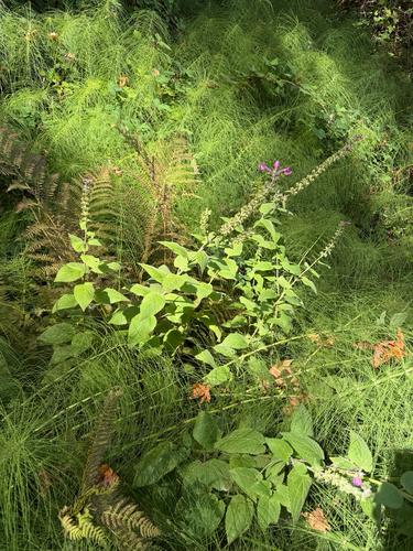Stachys chamissonis, photograph 5