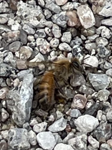 Western Honey Bee