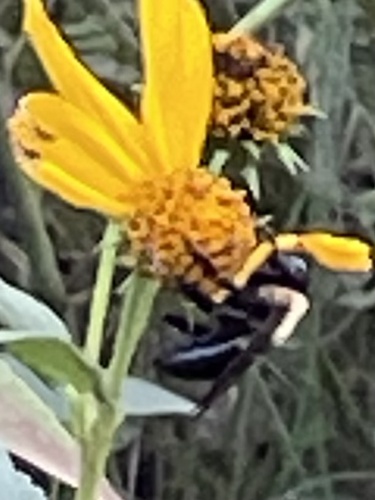 Eastern Carpenter Bee