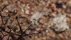 Nemacladus pinnatifidus