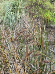 Machaerina articulata