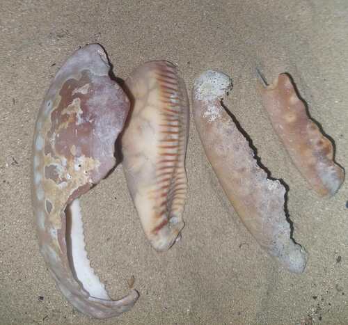 Macrocypraea zebra observed 2026-09-26