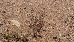 Nemacladus pinnatifidus