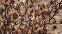 Nemacladus pinnatifidus