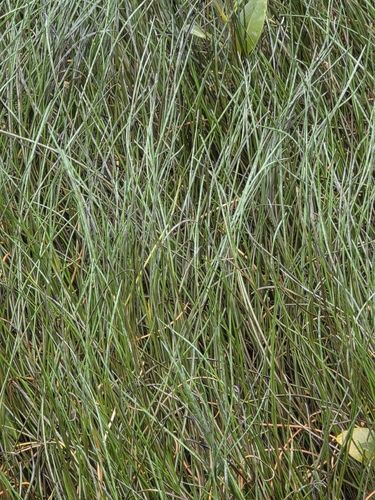 Paspalum vaginatum