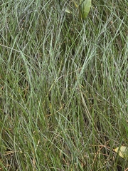 Paspalum vaginatum, photograph author not stated, no rights reserved