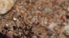 Nemacladus pinnatifidus