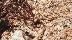 Nemacladus pinnatifidus