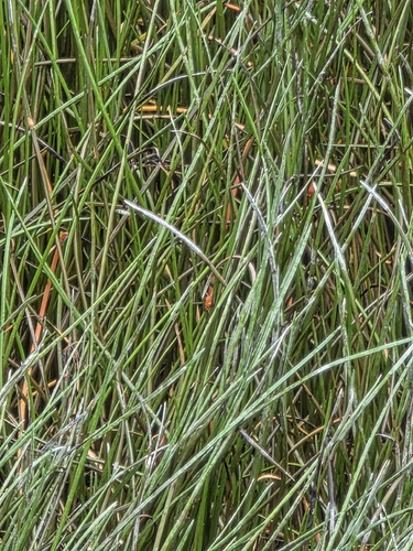 Paspalum vaginatum, photograph 2