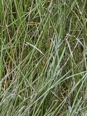 Paspalum vaginatum, photograph author not stated, no rights reserved