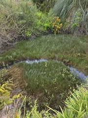 Paspalum vaginatum, photograph author not stated, no rights reserved