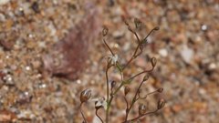 Nemacladus pinnatifidus