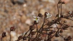 Nemacladus pinnatifidus