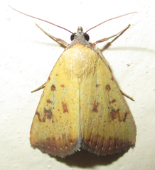 Phytometra subflavalis
