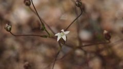 Nemacladus pinnatifidus