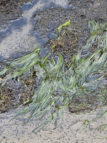 Zostera novazelandica observed 2026-09-27