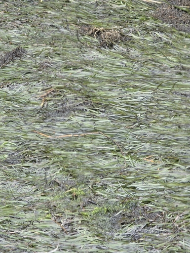 Zostera muelleri, photograph 2