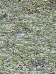 Zostera muelleri, photograph author not stated, no rights reserved