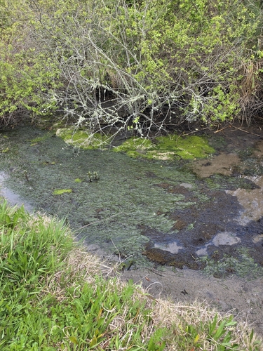 Zostera muelleri, photograph 3