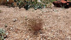 Nemacladus pinnatifidus