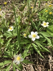 Anemonoides uralensis