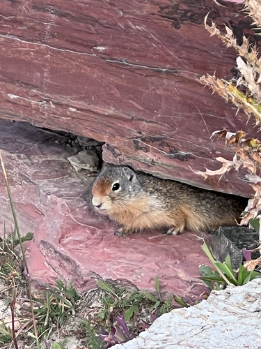 Columbian Ground Squirrel observed by sofiaayala