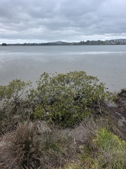Avicennia marina