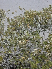 Avicennia marina, photograph author not stated, no rights reserved