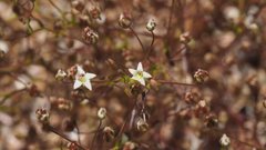 Nemacladus pinnatifidus