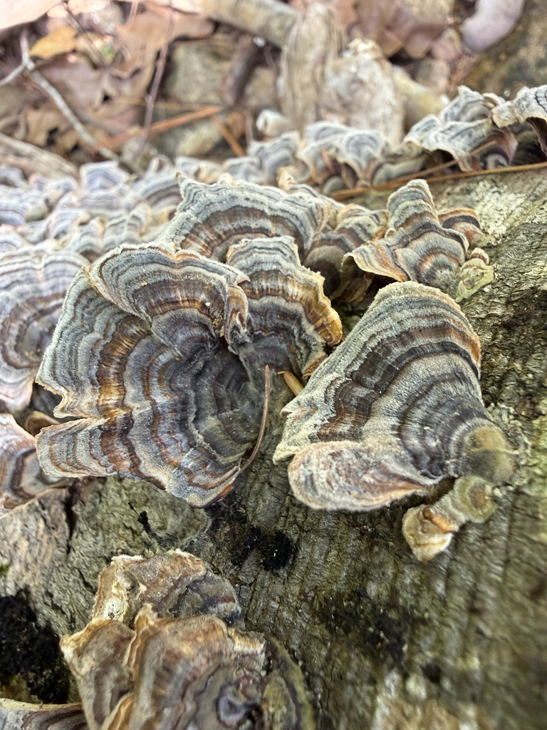 turkey-tail · September 2026 · photo: Photo: (c) Morgan Freese, some rights reserved (CC BY) · iNaturalist