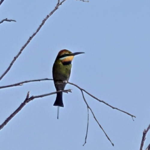 Rainbow Bee-eater
