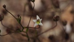 Nemacladus pinnatifidus