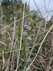 Silene gallica