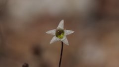 Nemacladus pinnatifidus