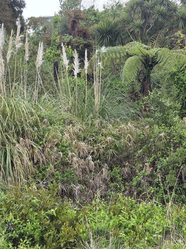 Cyperus alternifolius