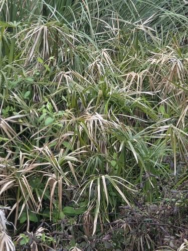Cyperus alternifolius, photograph 2