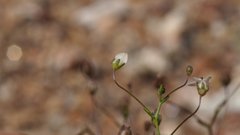 Nemacladus pinnatifidus