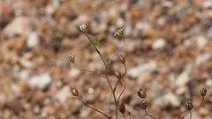 Nemacladus pinnatifidus